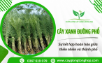 Cây xanh đường phố – Sự kết hợp hoàn hảo giữa thiên nhiên và thành phố