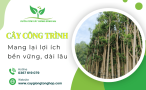 Đầu tư vào cây công trình: Lợi ích lâu dài và bền vững cho không gian sống