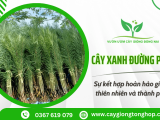 Cây xanh đường phố – Sự kết hợp hoàn hảo giữa thiên nhiên và thành phố