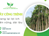Đầu tư vào cây công trình: Lợi ích lâu dài và bền vững cho không gian sống