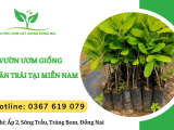 Vườn ươm các giống cây ăn trái tại miền Nam