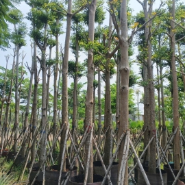 cây bàng đài loan