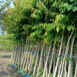 Cây bằng lăng tím