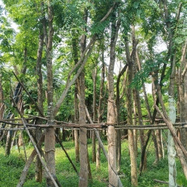 Cây Cẩm Lai 