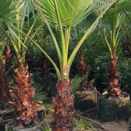Cây Cọ Mỹ 