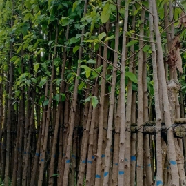 Cây Dầu Rái Công trình 