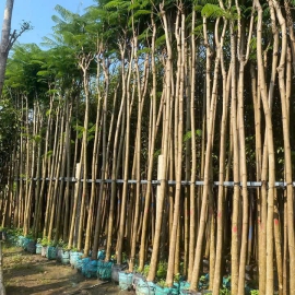 Cây Phượng Vỹ 