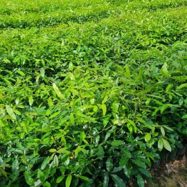 Cây xà cừ