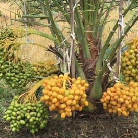 Cây Chà Là Ăn Quả 