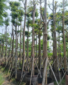 cây bàng đài loan