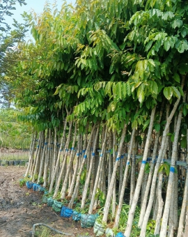 cây bằng lăng1