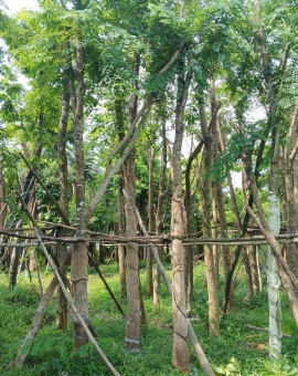 Cây Cẩm Lai 