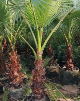 Cây Cọ Mỹ 