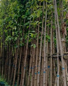Cây Dầu Rái Công trình 