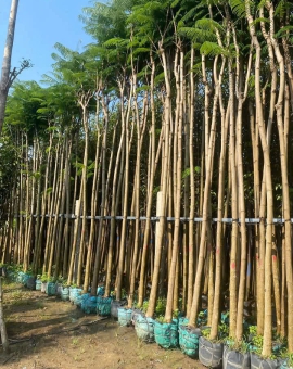 Cây Phượng Vỹ 