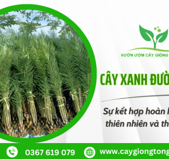 Cây xanh đường phố – Sự kết hợp hoàn hảo giữa thiên nhiên và thành phố