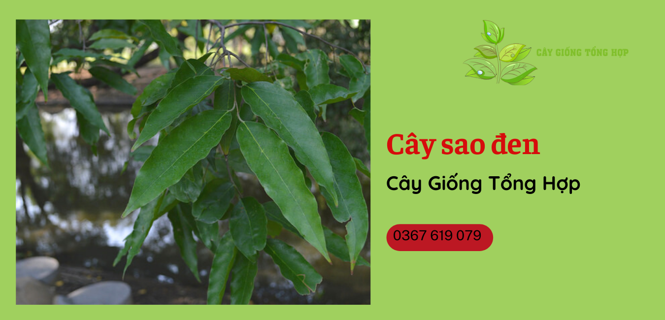 Đặc điểm sinh trưởng của cây Sao đen