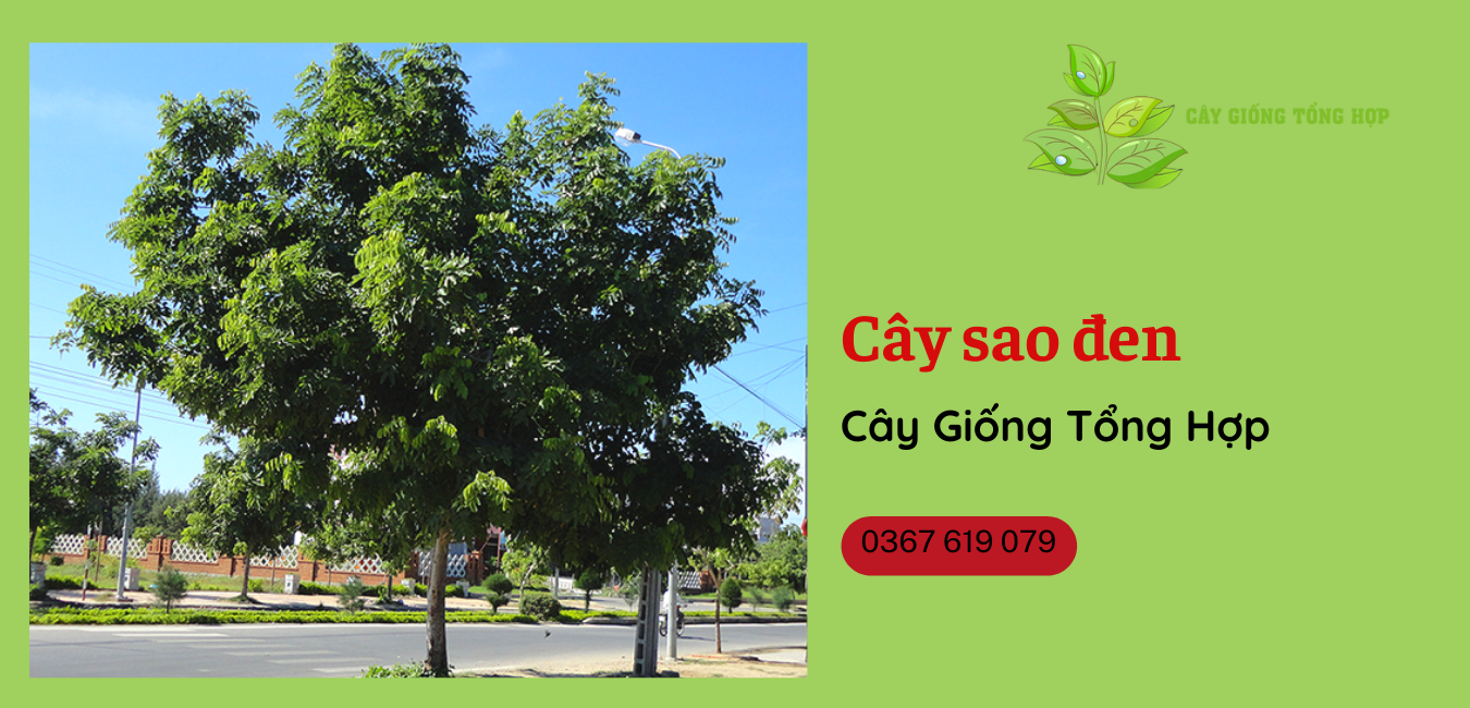 Địa chỉ bán cây giống Sao đen chất lượng