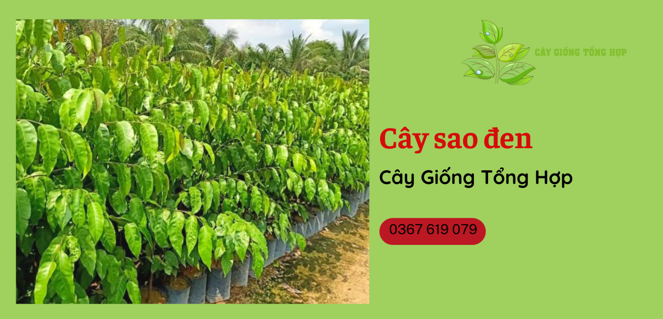 Cây lâm nghiệp Sao Đen