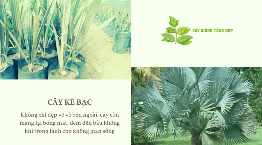 cây kè bạc giống