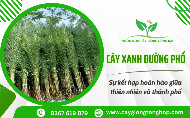 cây xanh đường phố