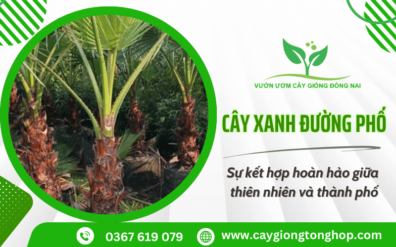 cây xanh đường phố