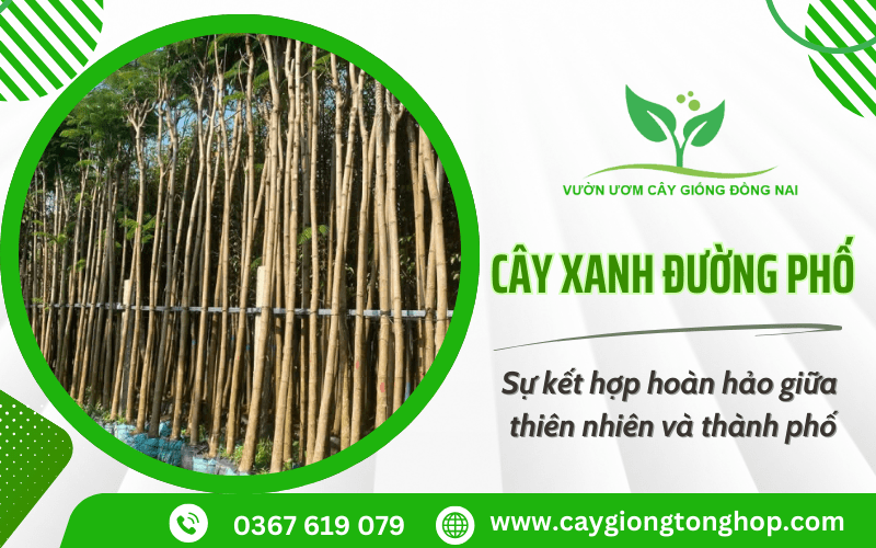 cây xanh đường phố