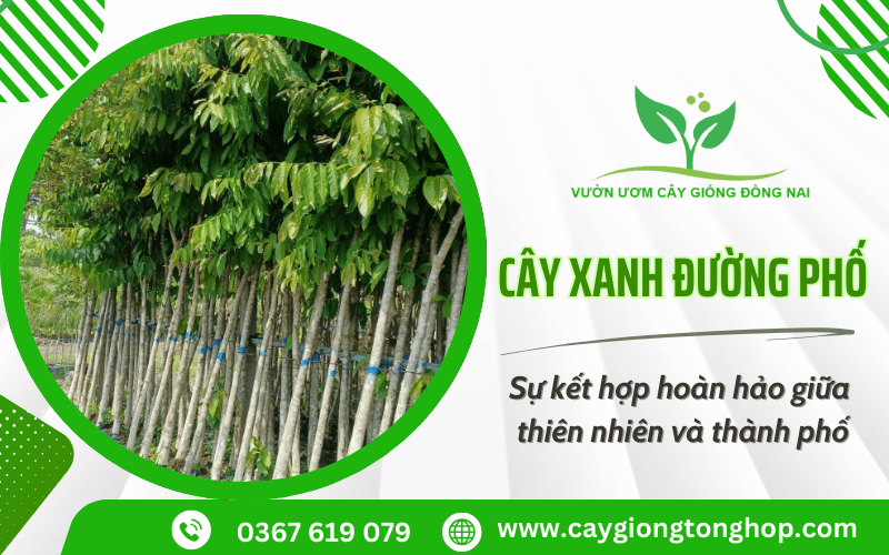 cây xanh đường phố