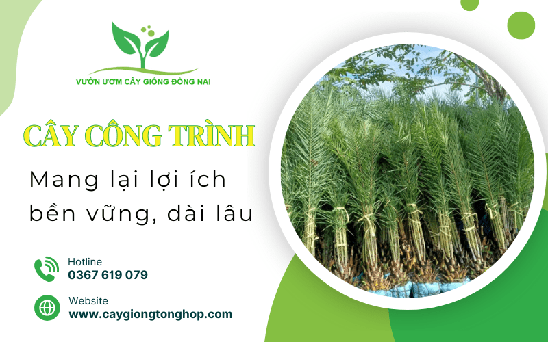 cây công trình