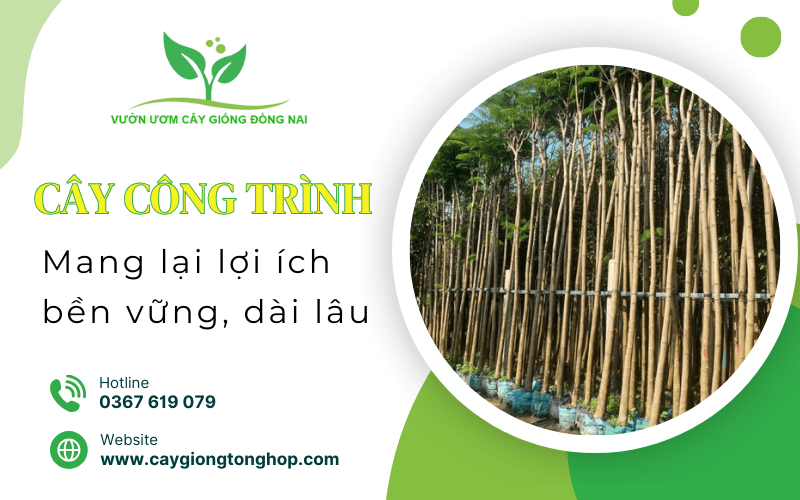cây công trình