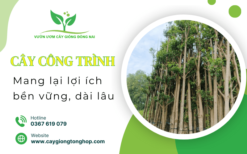 cây công trình
