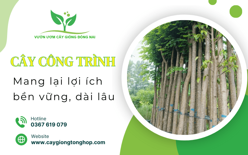 cây công trình