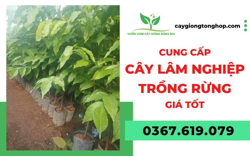 cây lâm nghiệp