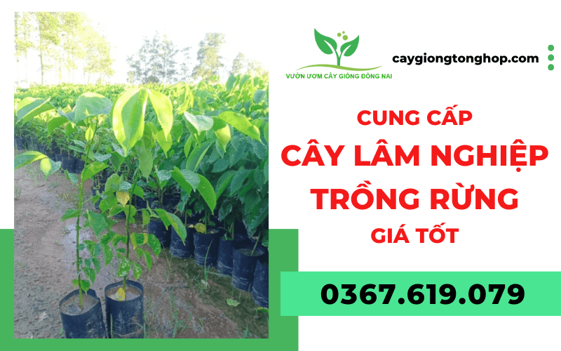 cây lâm nghiệp