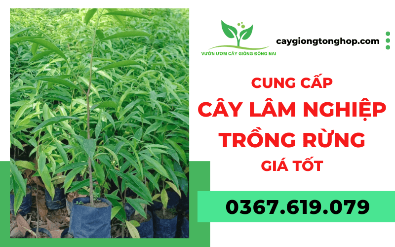 cây lâm nghiệp